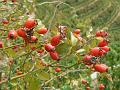 Rosehip, Hermitage vineyards P1140089